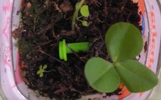 幸运草的盆栽养护方法，放在向阳处让它全天晒光