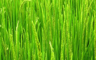 II优629水稻种子简介，全生育期125.4天