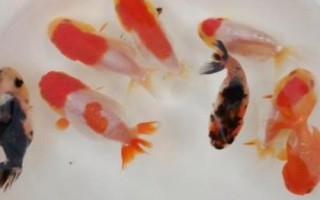 兰寿鱼的养殖方法，要定期换水