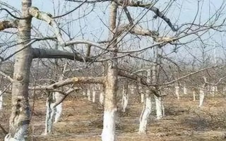苹果树冻害的原因,气温土壤骤降会导致冻害