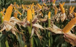 临奥2号玉米品种的特性，四川省春播全生育期125天