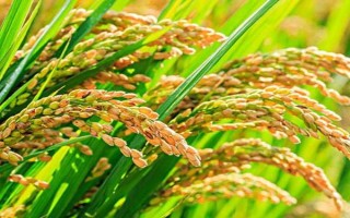 美香两优香丝水稻种子简介，一般6月上旬—6月中旬播种