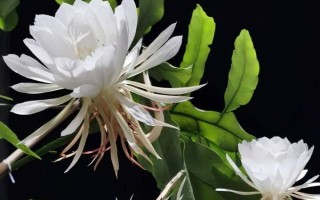 昙花一般在什么时候开,在每年的6-10月份开花
