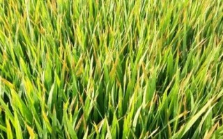 水稻叶尖发红是得了什么病，是水稻出现了生理性缺钾