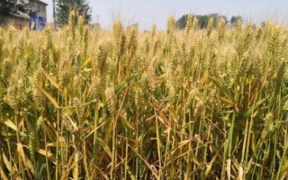 濉1615小麦种子介绍，高抗叶锈病