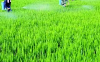 糯米的种植技术,喷洒壮穗灵可达到增产的目的