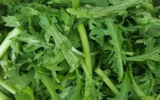 怎么摘茼蒿，有12-13片真叶时进行采收