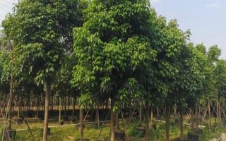什么是秋枫,属于大戟科、秋枫属乔木