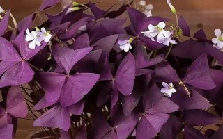 四季酢浆草的种类，主要有以下5种