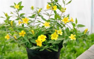 金钩吻的花期在几月，花期在9-10月份