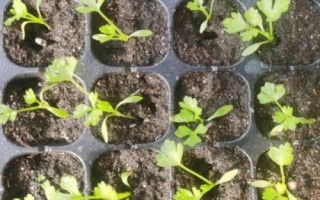 芹菜育苗方法，发芽需要较多的水分及光照