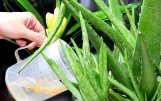 芦荟需要经常浇水吗,浇水频率与季节还有温度有关系