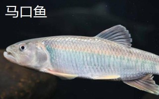 桃花鱼和马口鱼有什么区别，鱼嘴和鱼身均不同