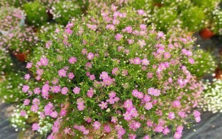 哪些花卉适合夏季种植，包含飘香藤、三角梅等品种