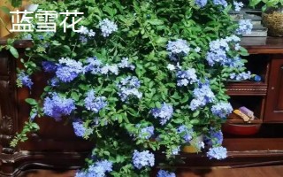 秋季有什么花卉开放，天人菊、蓝雪花等品种会在此时开花