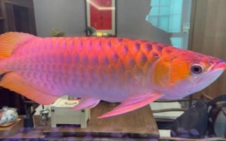 蝴蝶鲤能和什么鱼混养,可以选择锦鲤、龙鱼和龙虎魟鱼