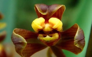 中国稀有兰花生长在哪些地方，主要生长在广东、广西、云南等地