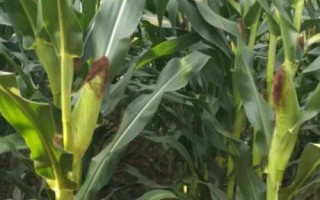 吉农大65玉米品种的特性,适宜播种期4月下旬至5月上旬