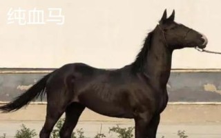 汗血宝马介绍，其祖先是生长在戈壁地带的野马