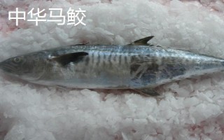 鲅鱼是不是海鱼，主要分布在太平洋