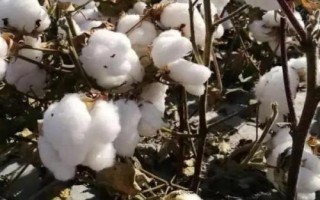 银兴棉17号棉花种子介绍，高抗棉铃虫