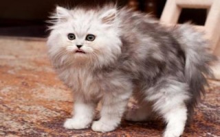 猫咪有哪些应激反应,受到惊吓后一般会表现出来