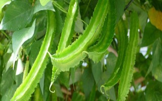 四棱豆的常见品种，有早熟翼豆833、83871等