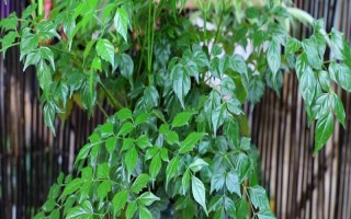 幸福树的摆放禁忌，不宜摆放在卫生间旁