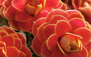 长寿花不开花只长叶子的原因，可能是光照不足或施肥过少等