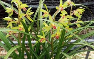 惠兰的养殖方法，按照不干不浇、浇则浇透的原则提供水分