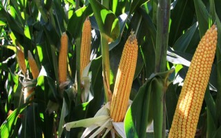 夏玉米补种注意事项，所选品种的生长期需短于原种