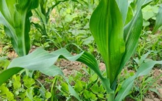 农华316玉米种子特征特性，适应区4月下旬至5月上旬播种