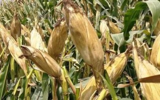 正玉383玉米种子特点，春播平均生育期136.7天