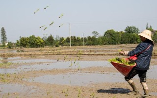 水稻茎叶除草多少天能上水，用药后1-3天上水