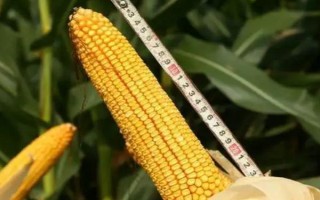 玉1732玉米种简介,全生育期叶片数19~20叶