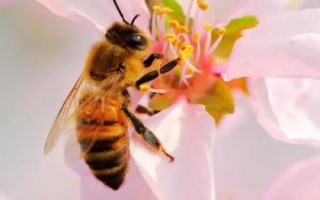 有关蜜蜂的知识，属典型的有益昆虫