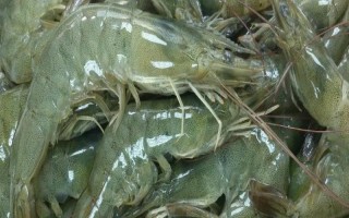 挑选明虾的方法，鲜虾具有身体完整、颜色统一、无异味等特点