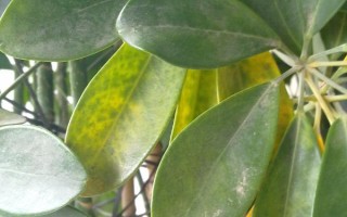 鹅掌木怎么养，每隔5-10天给植株浇水一次