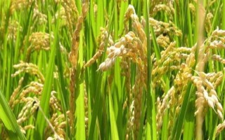 晶两优5438水稻品种简介，籼型两系杂交水稻品种