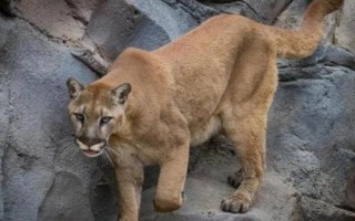 猫科动物有哪些种类,可分为猎豹亚科、豹亚科、猫亚科