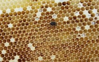 蜂王一天试飞多少次，试飞频率通常为2-3次