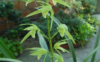 兰花的产地，在我国产于江苏、湖南、福建、云南等省份