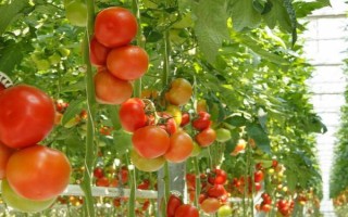 怎么提高番茄的抵抗能力，种植抗病品种是适宜选择