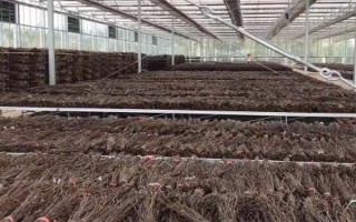 哪里是中国最大的金蝉养殖基地,在山东阳信县