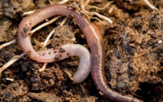 钓黄鳝的实用技巧，作钓钩子可以自己制造