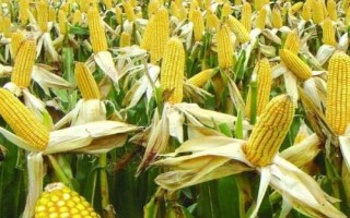 晟玉18玉米种简介,夏播生育期98-103天