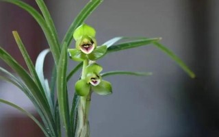 兰花如何养殖，在生长期每隔1周施加一次稀薄的液肥