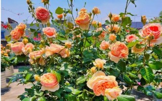 皮实好养的月季花品种，有自由精神、红色龙沙宝石等