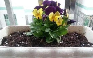 怎么给三色堇施肥，要薄肥多施