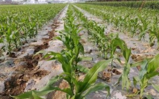 玉龙516玉米种子特点，该品种株型紧凑